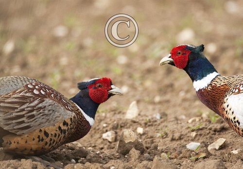 Cock Pheasants Fighting DM0509